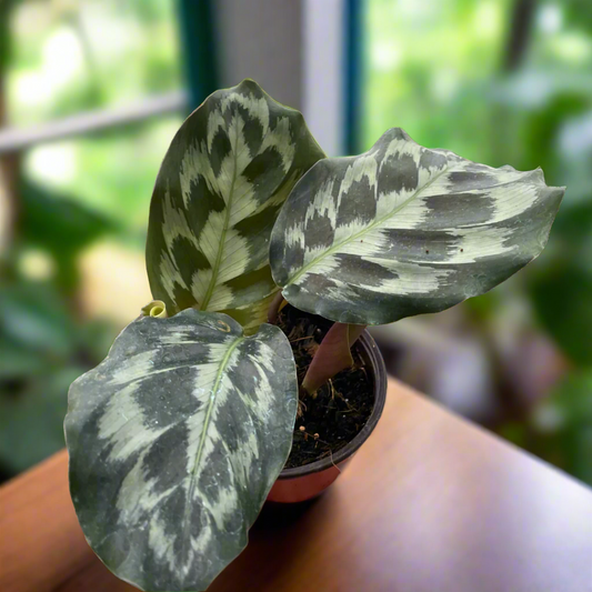 Calathea 'Kennedy'