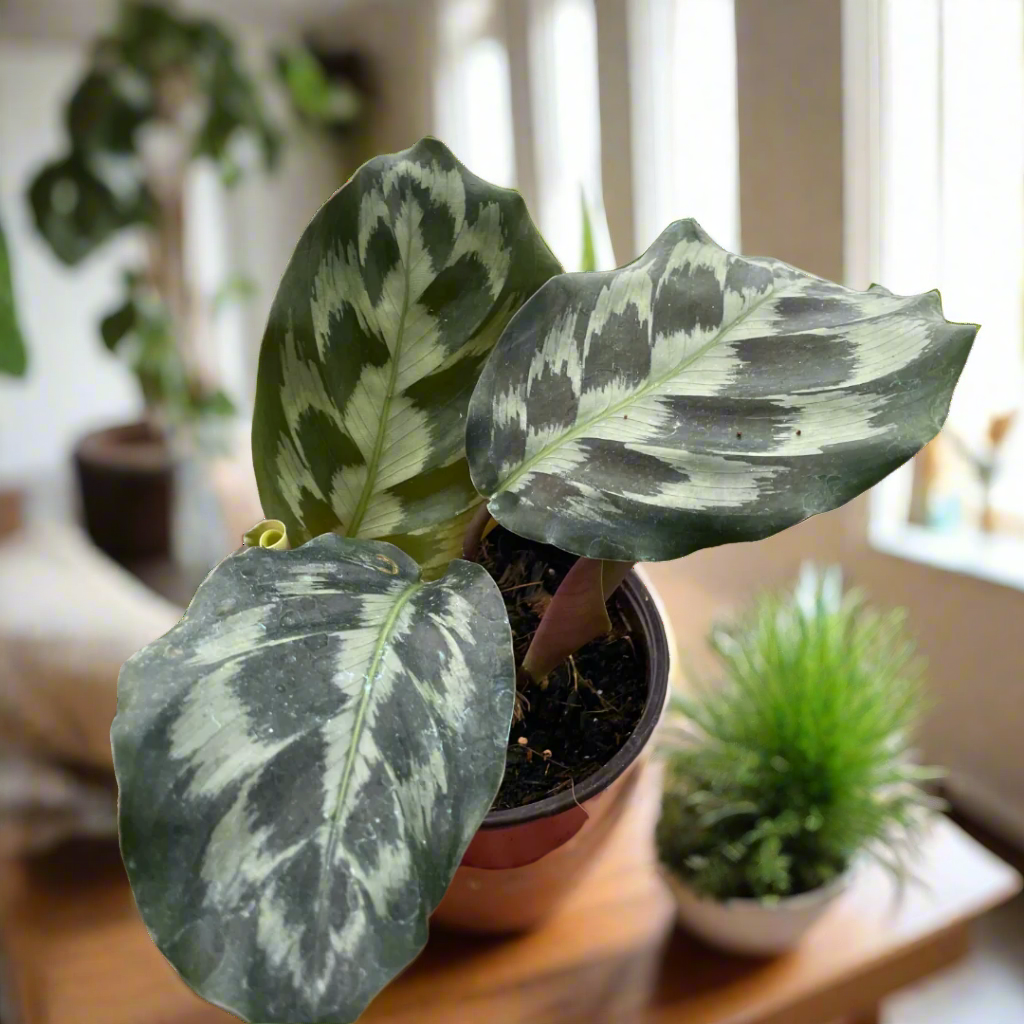 Calathea 'Kennedy'