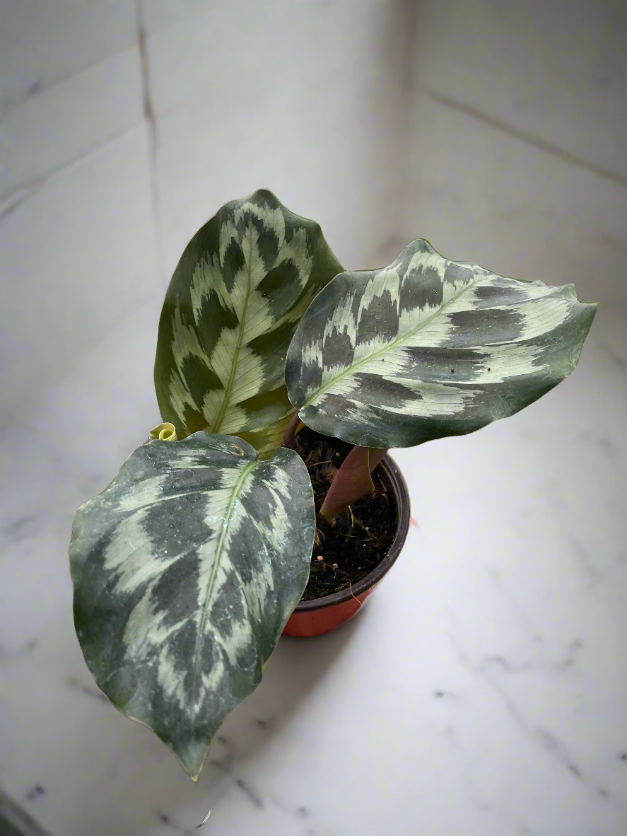 Calathea 'Kennedy'