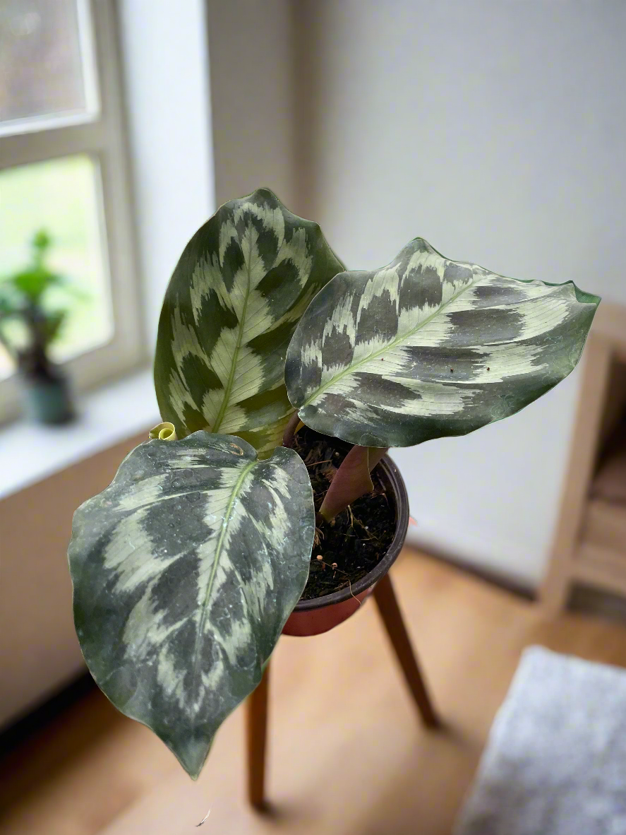 Calathea 'Kennedy'