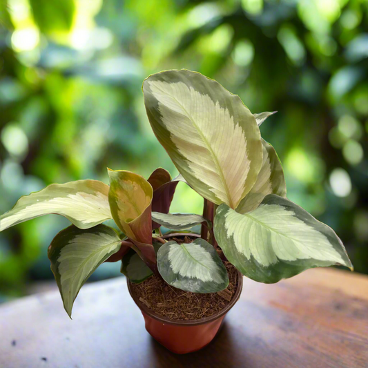 Calathea 'Picturata'