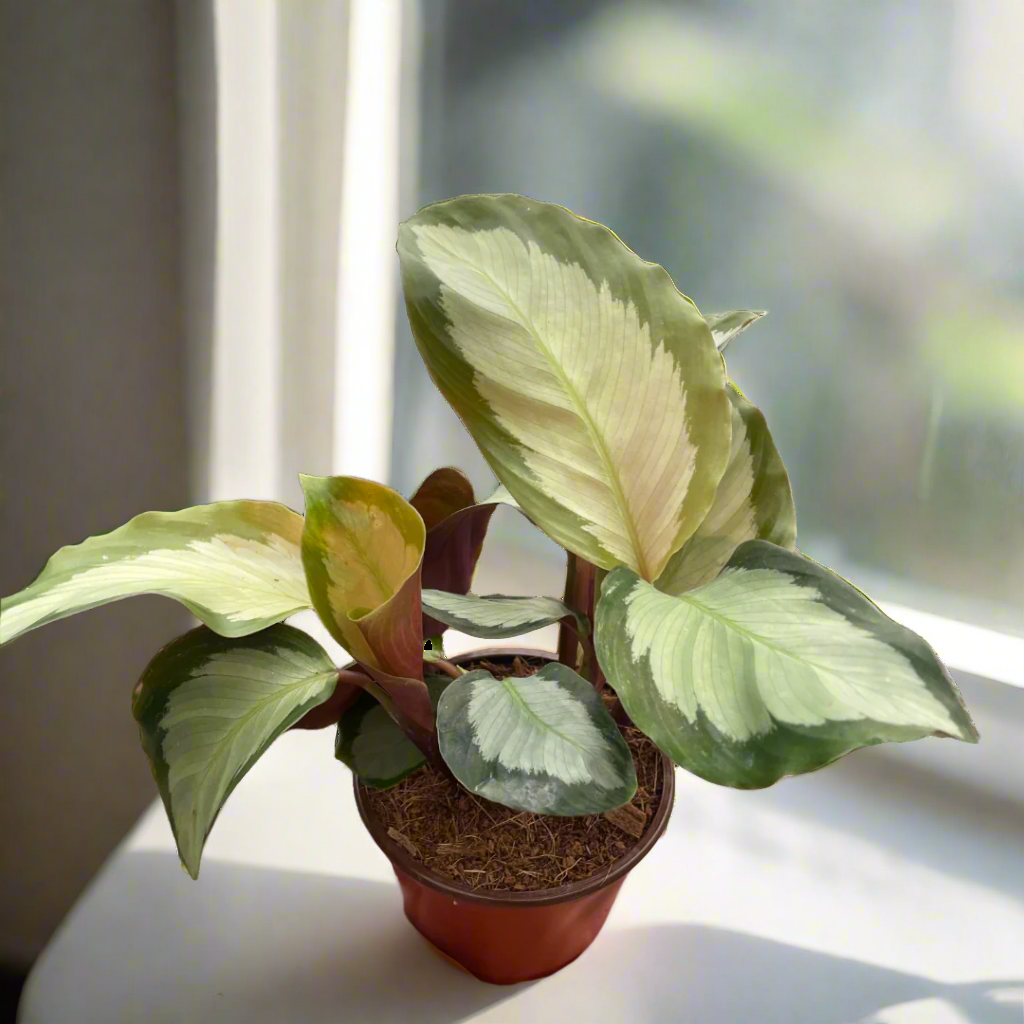 Calathea 'Picturata'