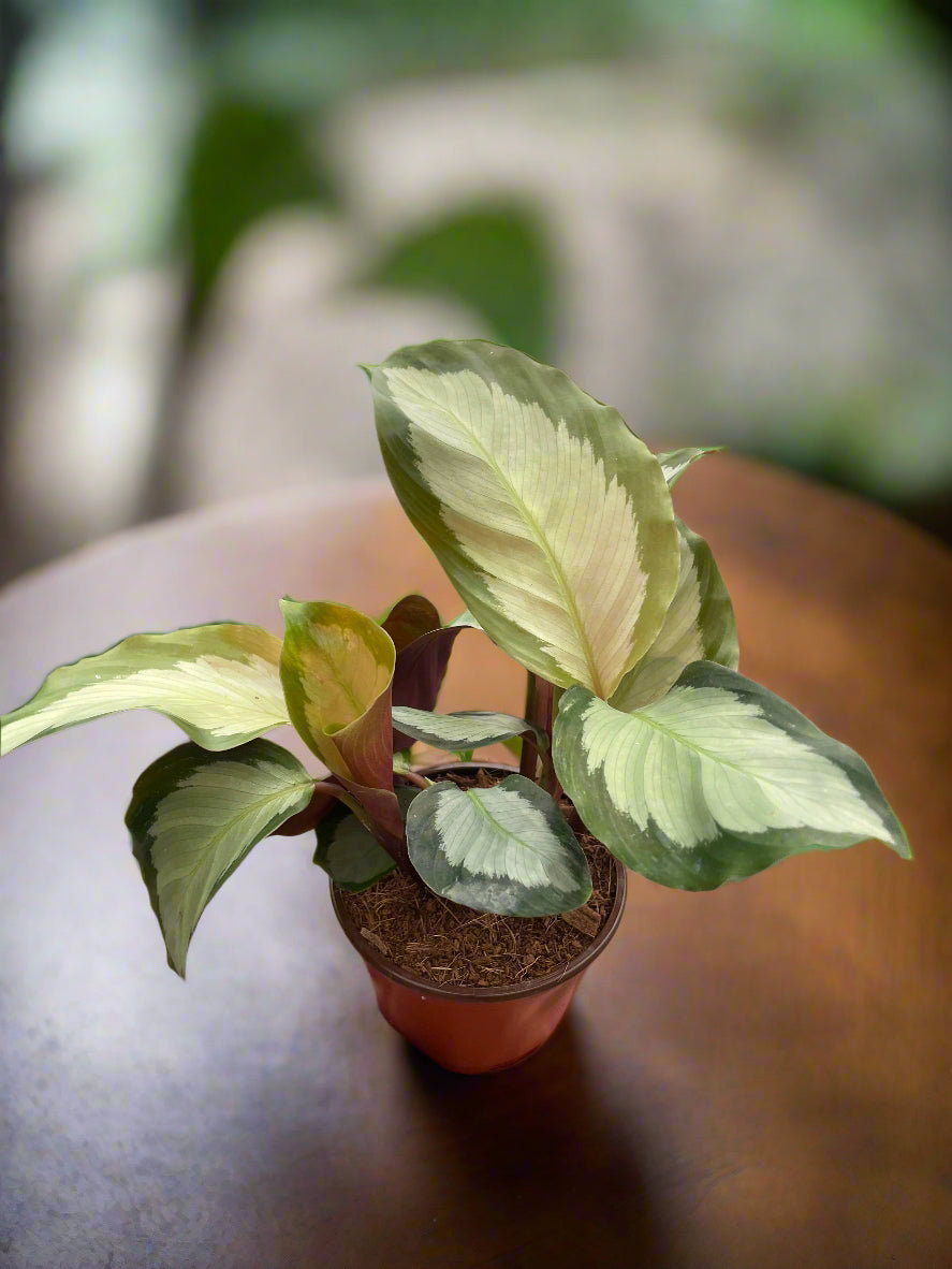 Calathea 'Picturata'