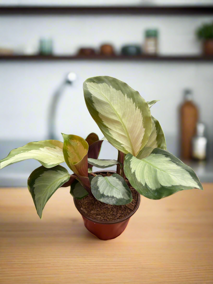 Calathea 'Picturata'