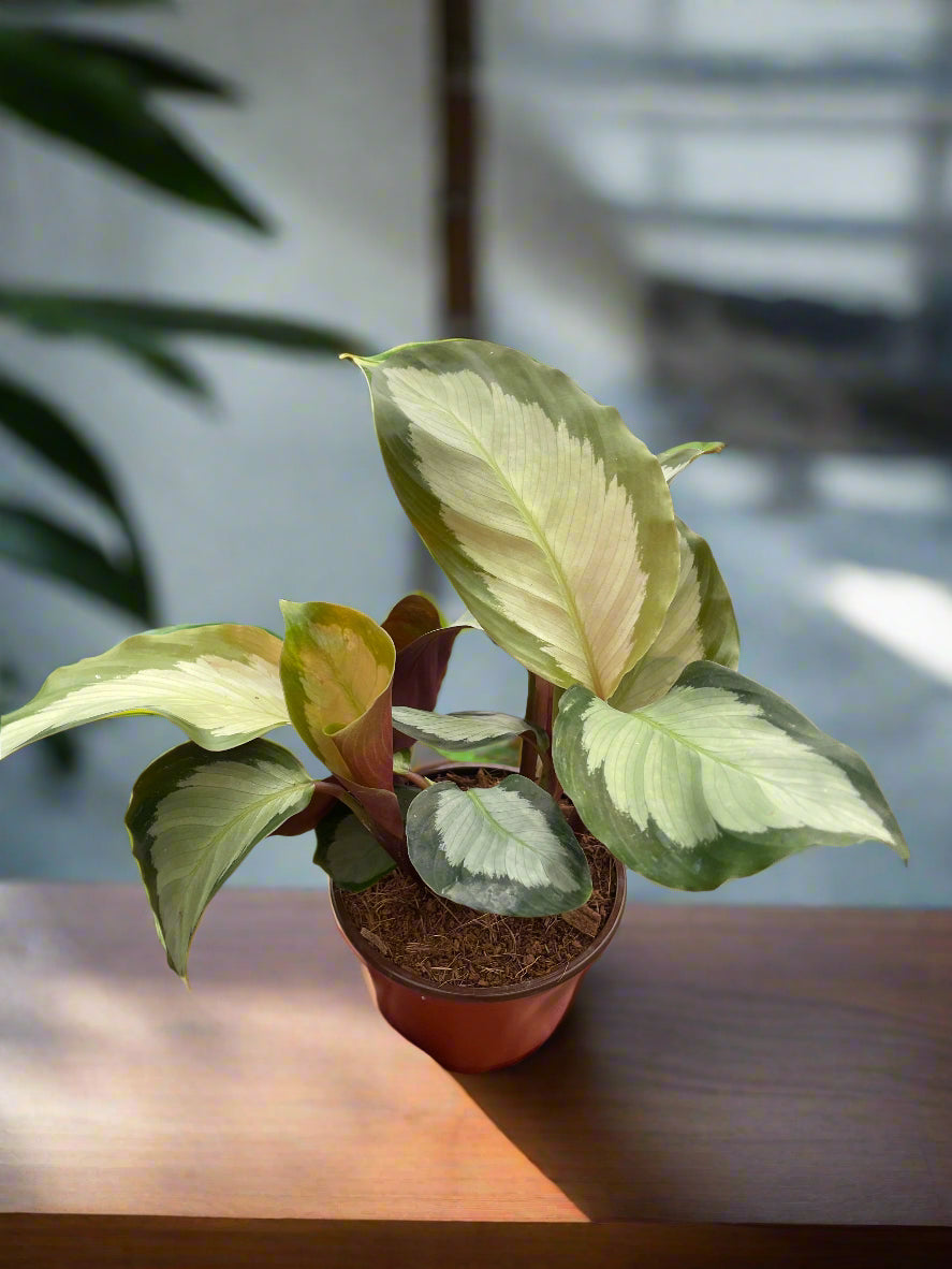 Calathea 'Picturata'