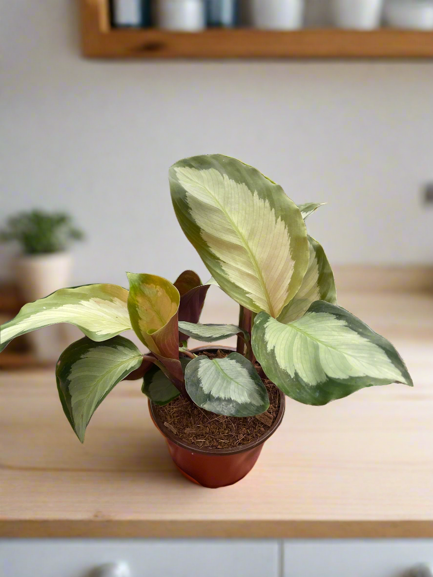 Calathea 'Picturata'