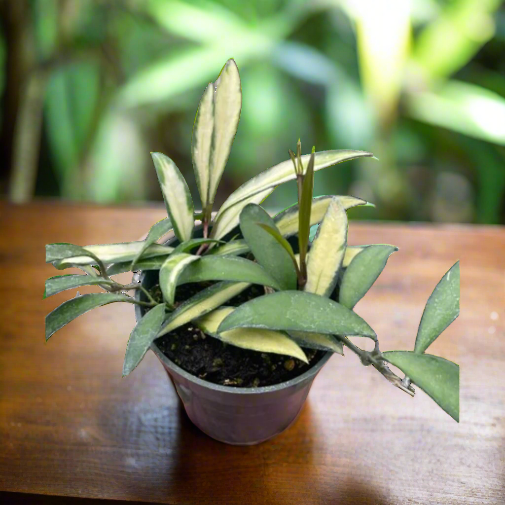 Hoya Wayetii Variegated