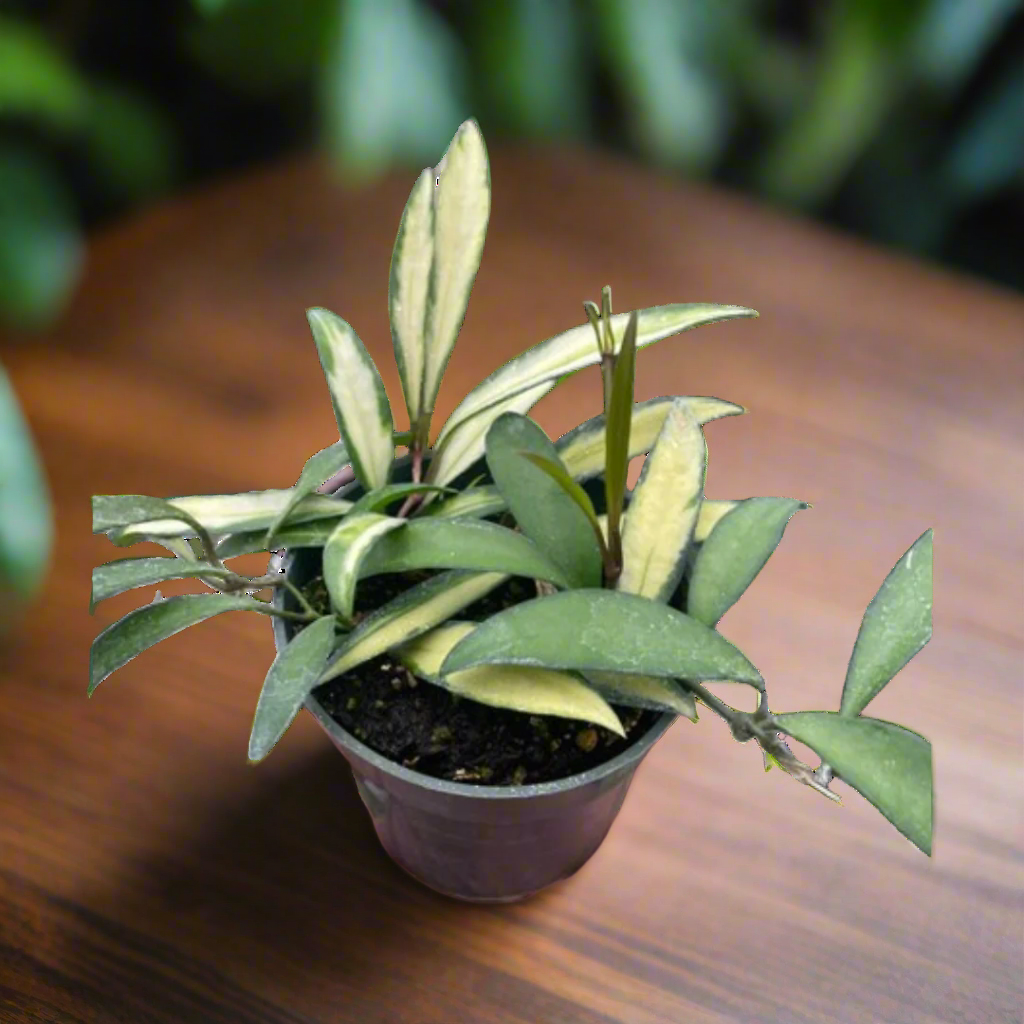 Hoya Wayetii Variegated