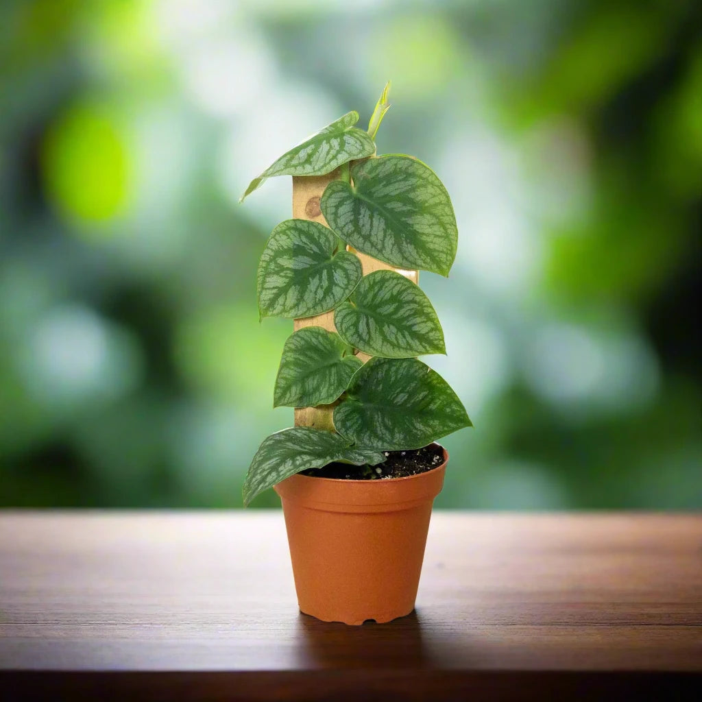 Monstera 'Dubia' (Shingle Plant)