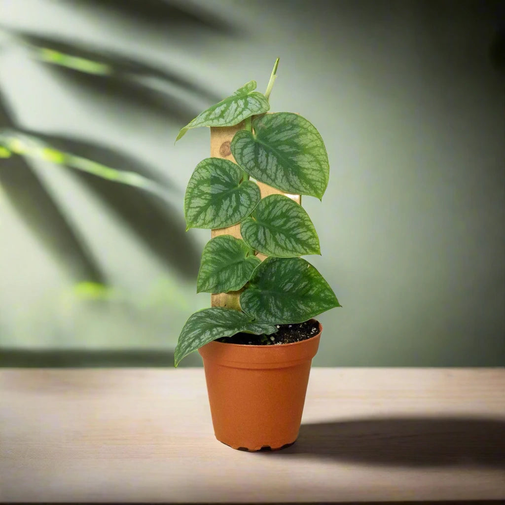 Monstera 'Dubia' (Shingle Plant)