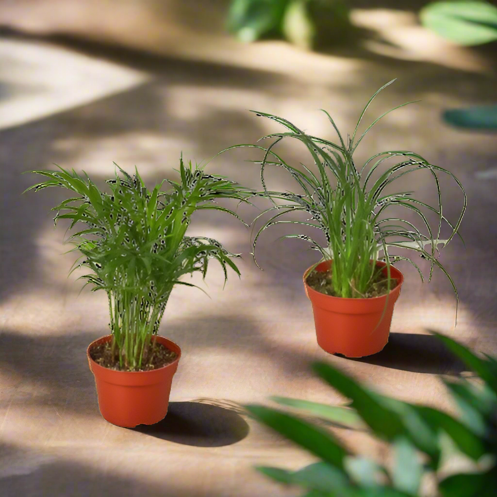 2 Palm Variety Pack / 4" Pots / Live Plant / House Plant