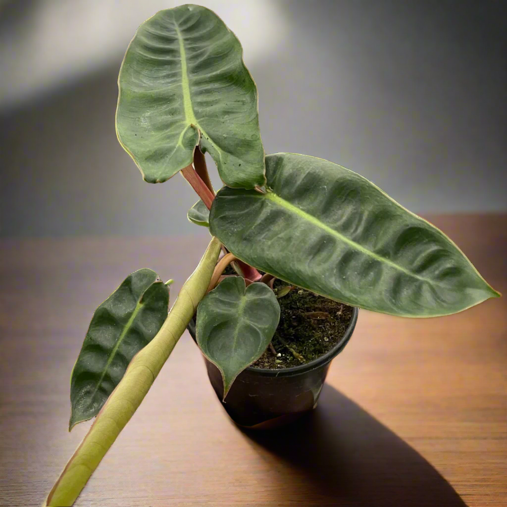 Philodendron 'Billietiae'