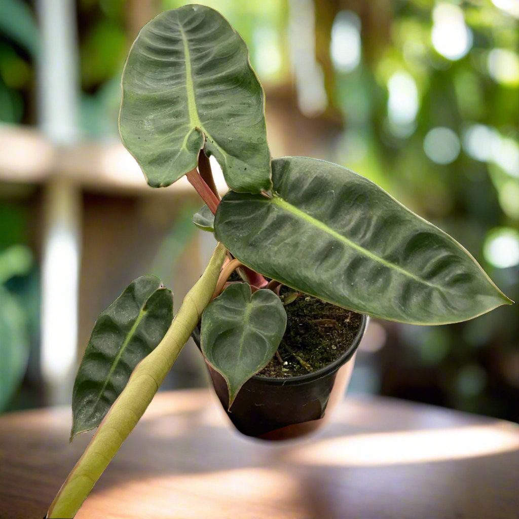 Philodendron 'Billietiae'