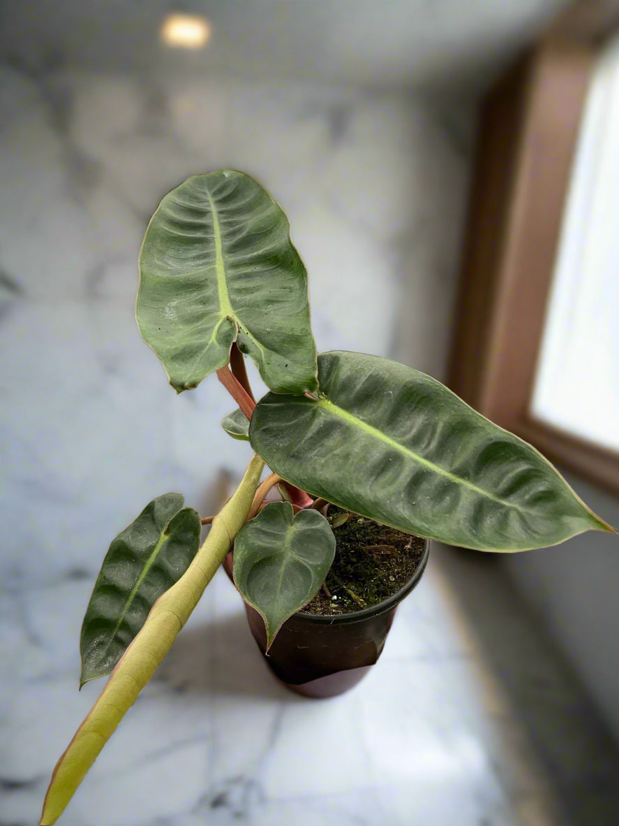 Philodendron 'Billietiae'