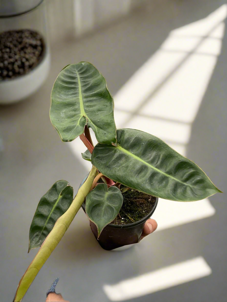 Philodendron 'Billietiae'