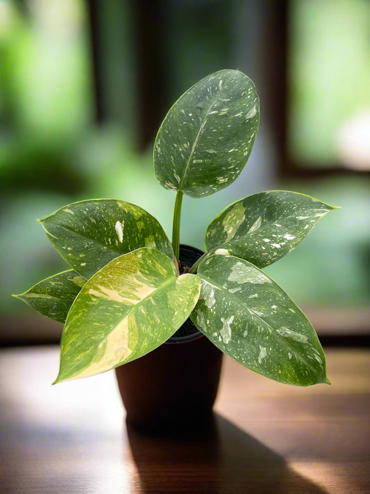 Philodendron 'Congo Nuclear'