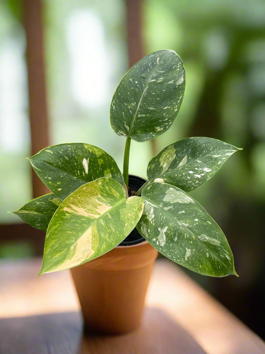 Philodendron 'Congo Nuclear'