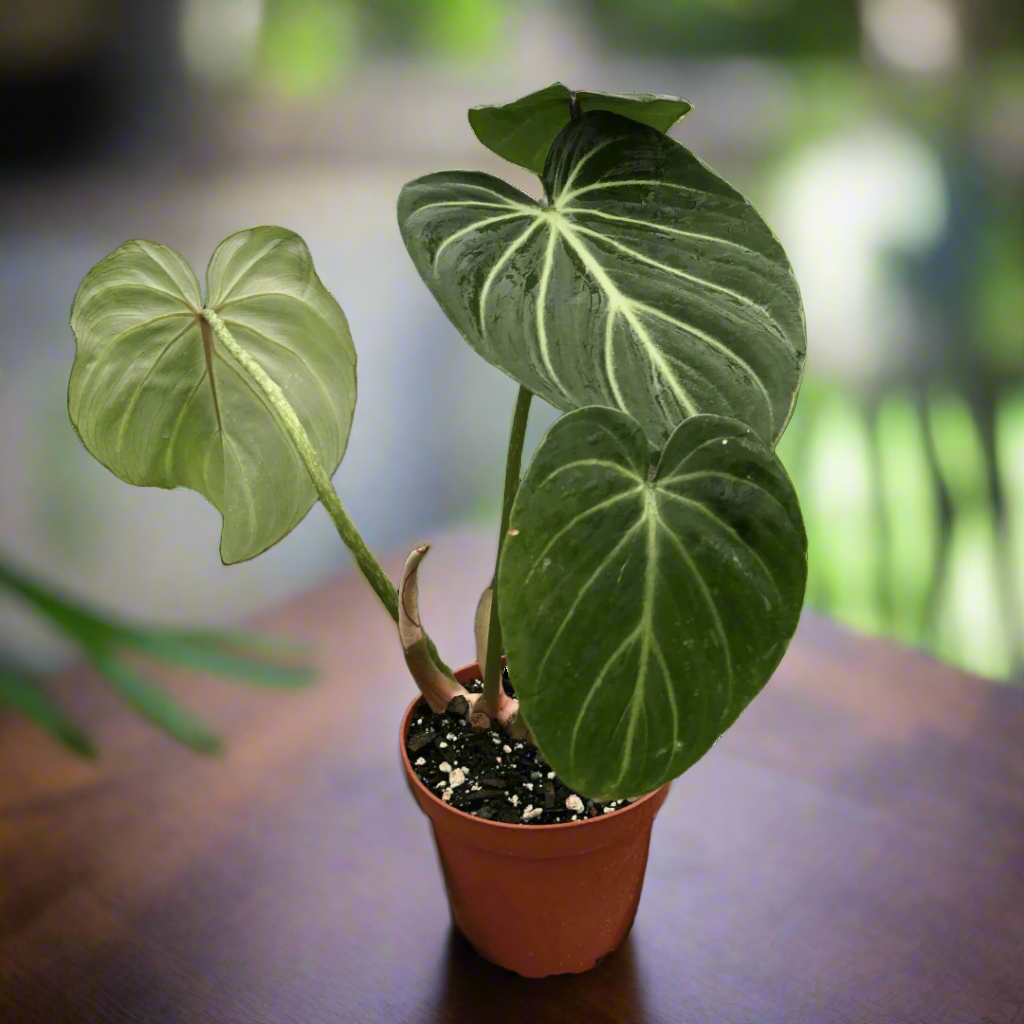 Philodendron Gloriosum