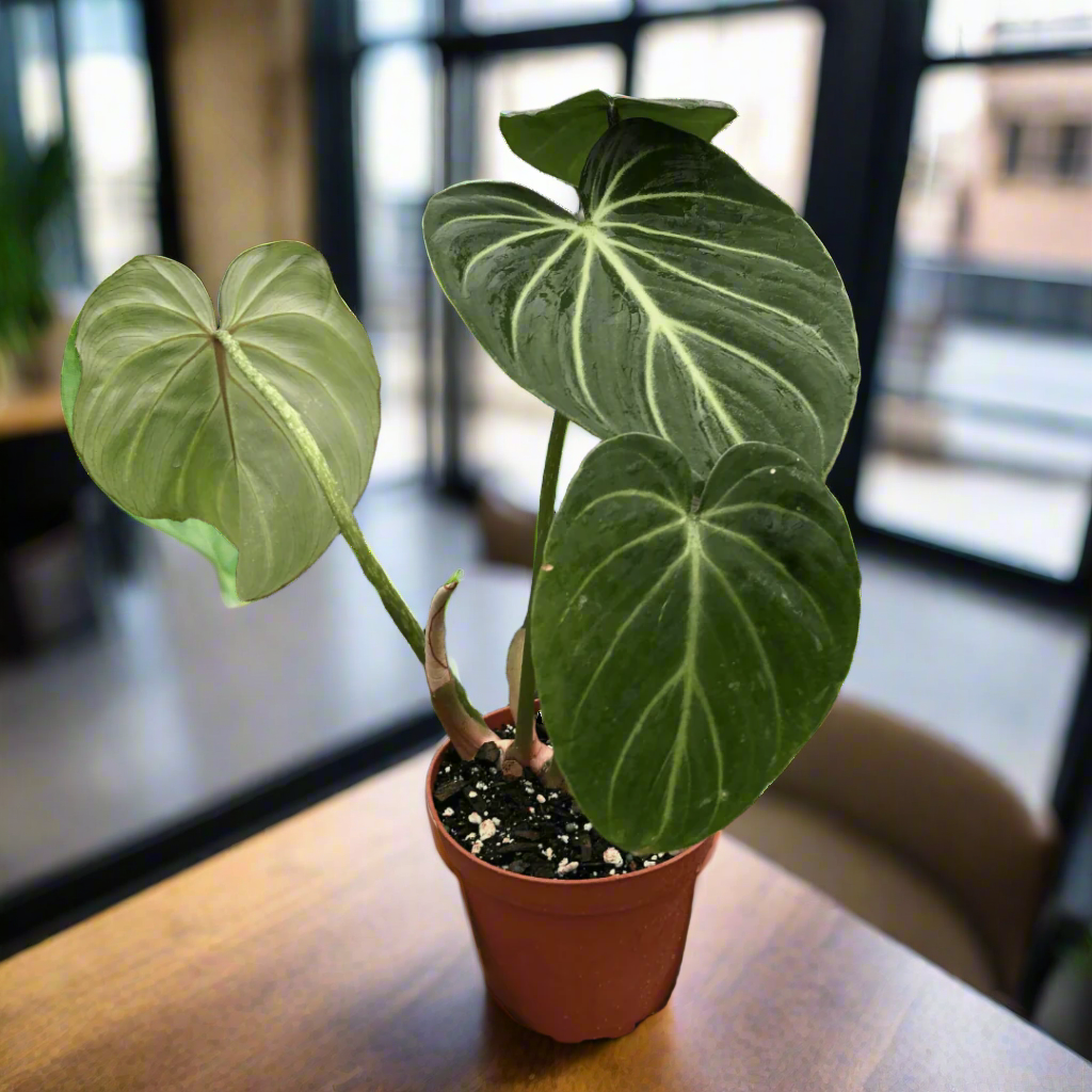 Philodendron Gloriosum