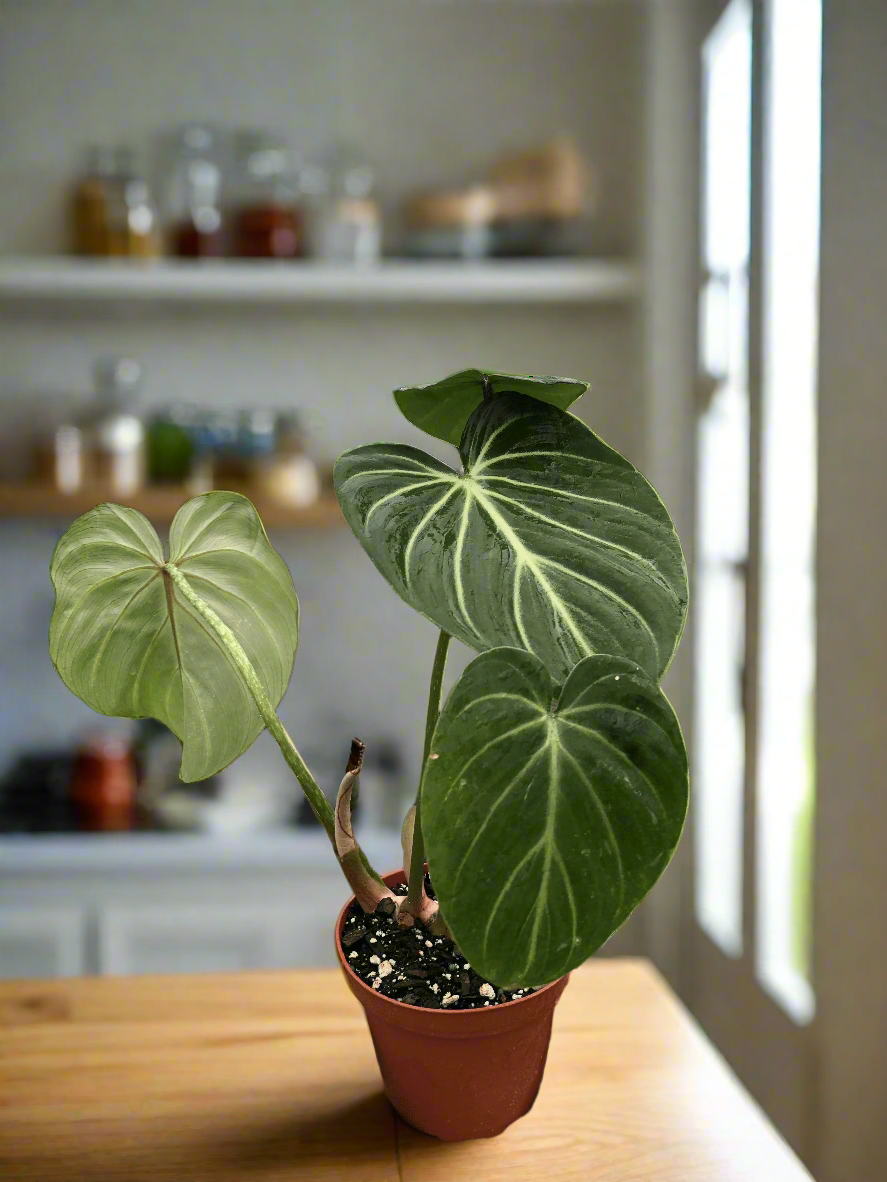 Philodendron Gloriosum