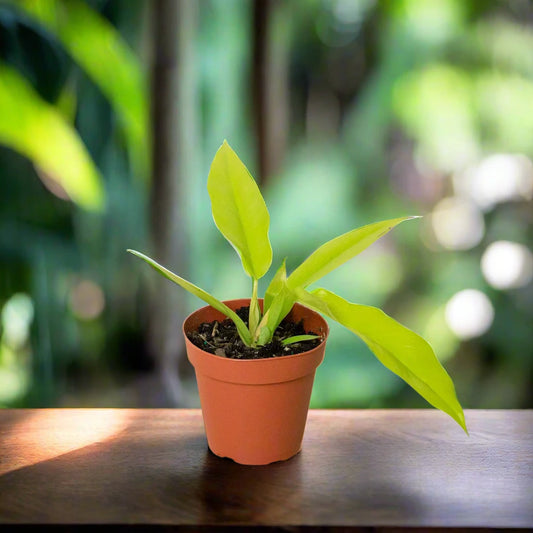 Philodendron 'Ring of Fire Gold'