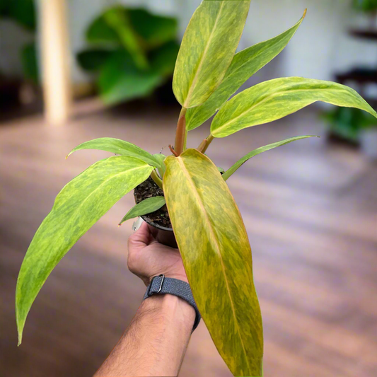 Philodendron 'Orange Marmalade'