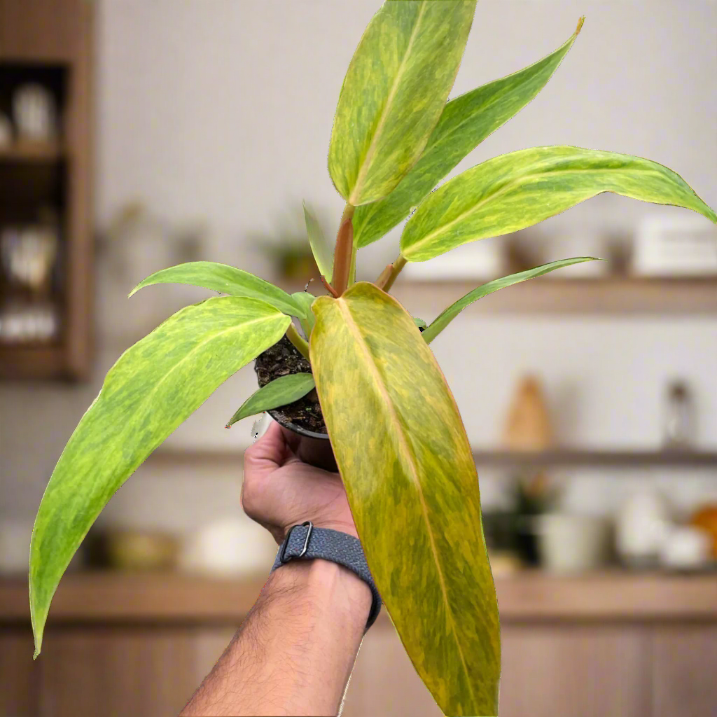 Philodendron 'Orange Marmalade'