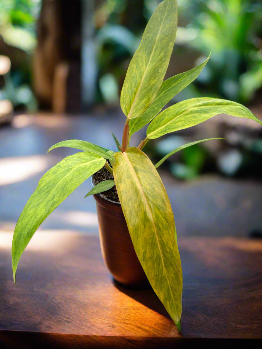 Philodendron 'Orange Marmalade'