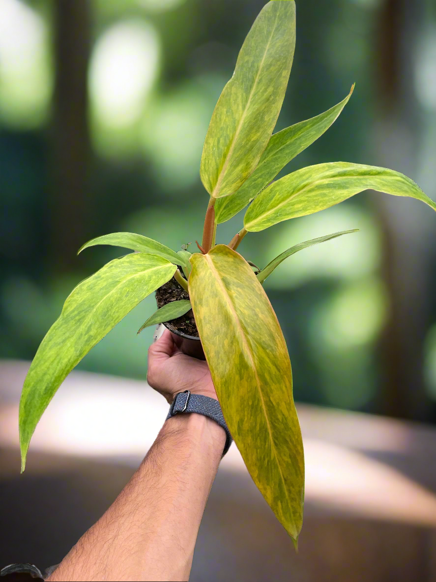 Philodendron 'Orange Marmalade'