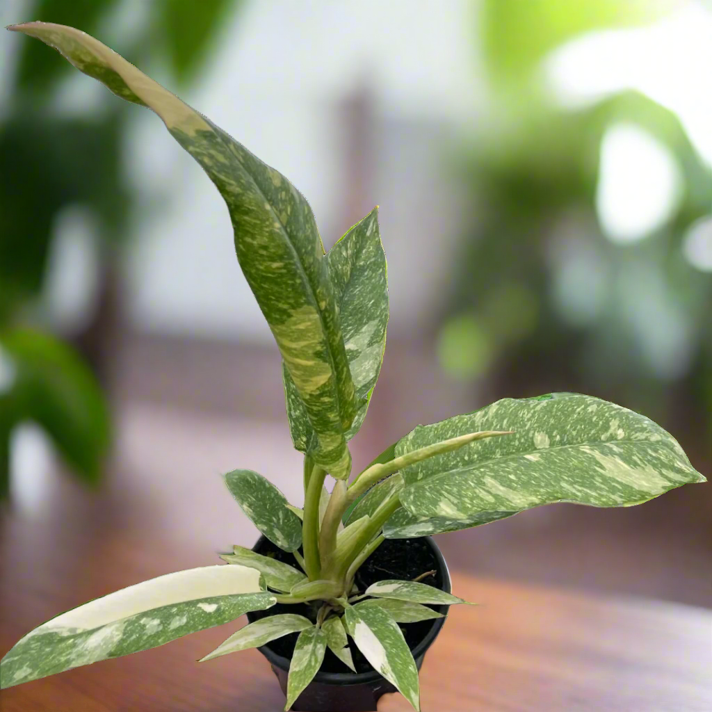 Philodendron Ring of Fire Variegated