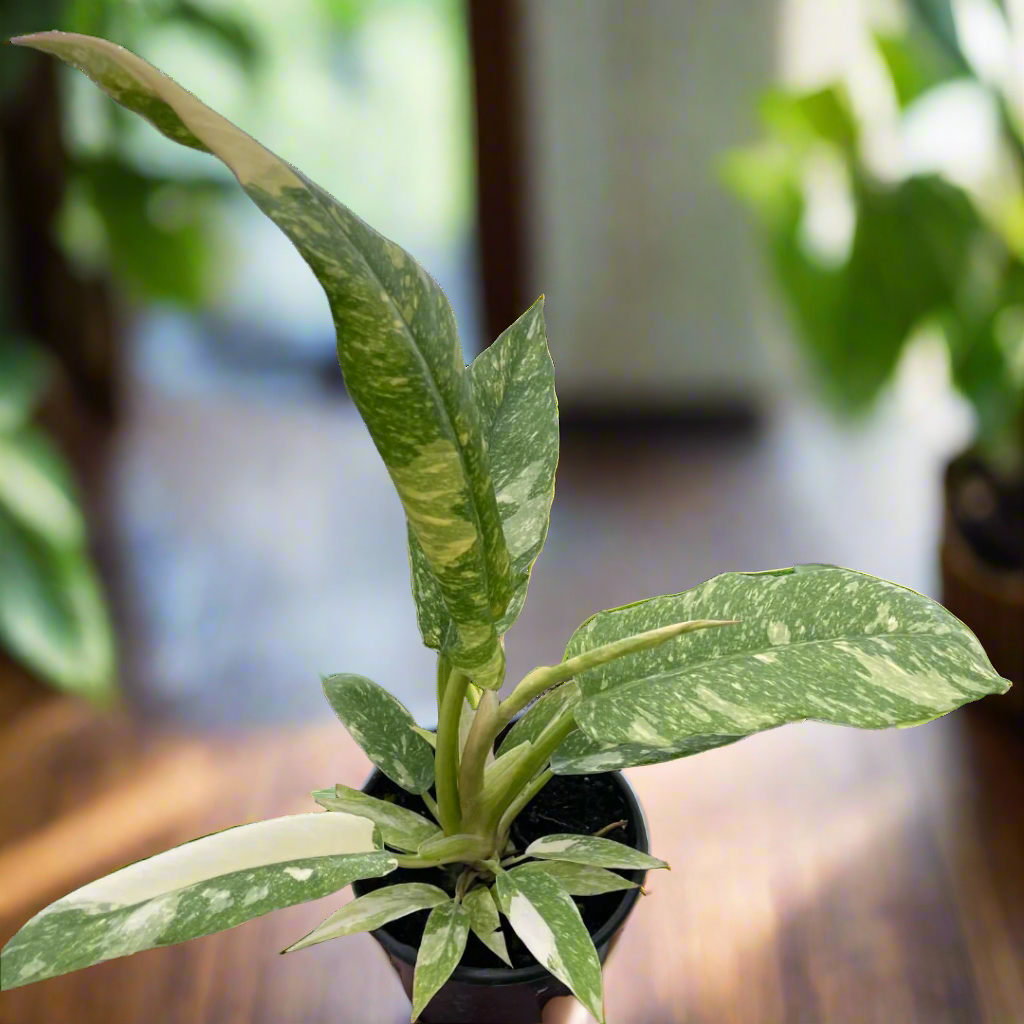 Philodendron Ring of Fire Variegated