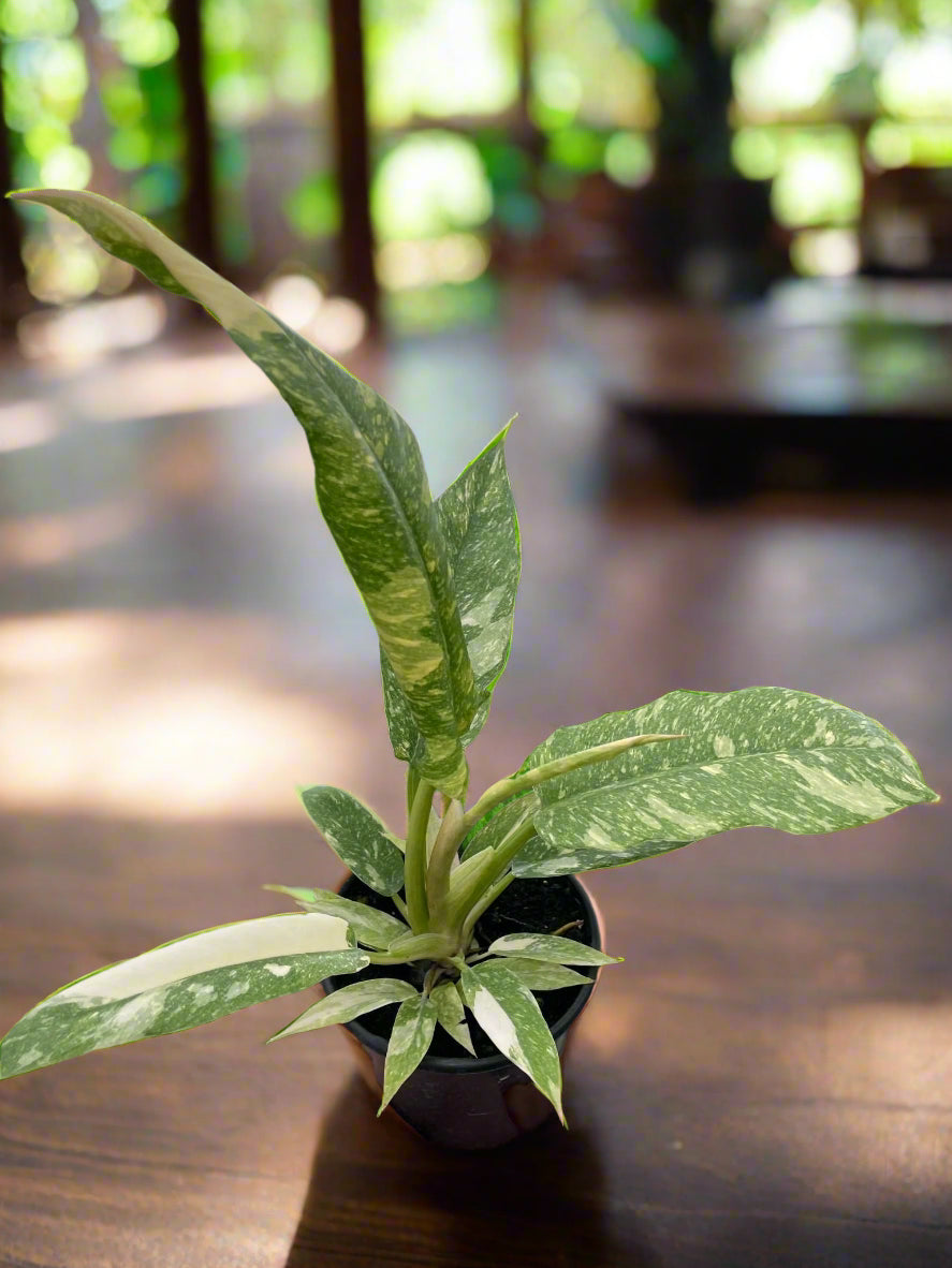 Philodendron Ring of Fire Variegated