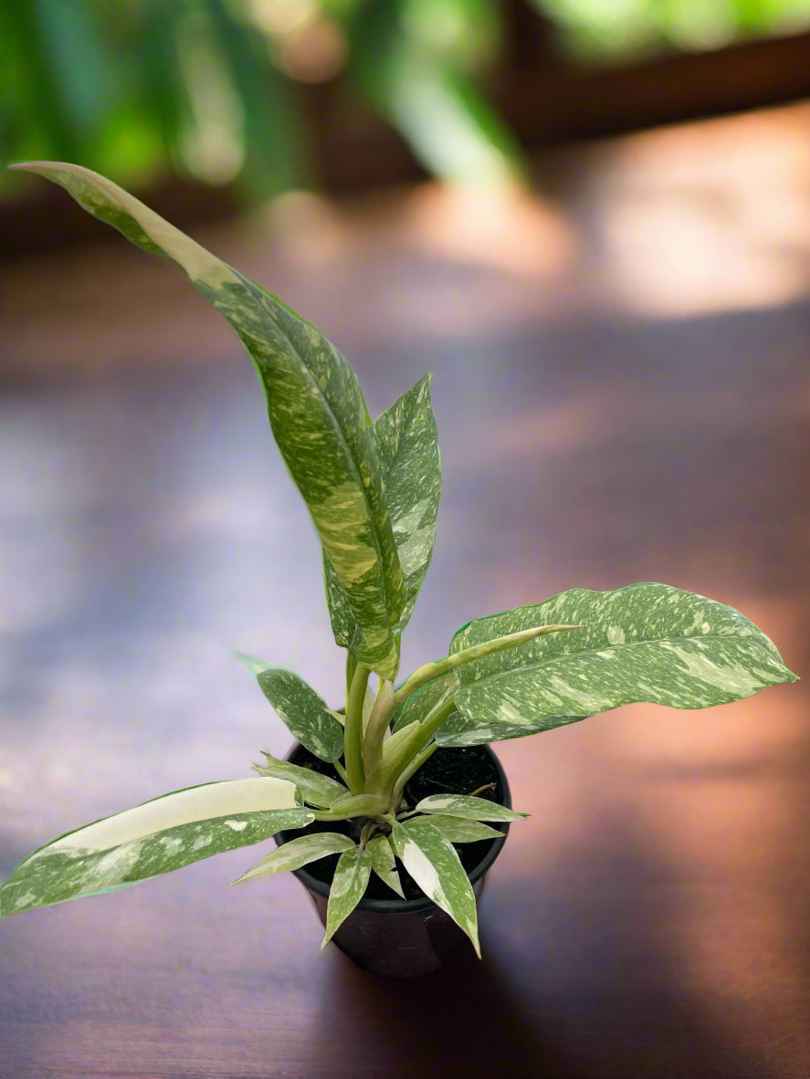 Philodendron Ring of Fire Variegated