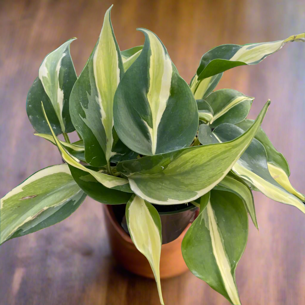 Philodendron 'Silver Stripe'