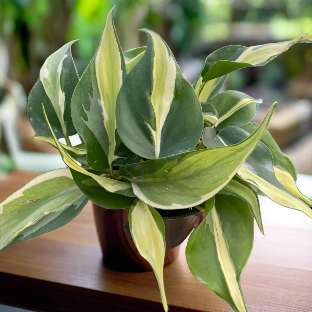 Philodendron 'Silver Stripe'