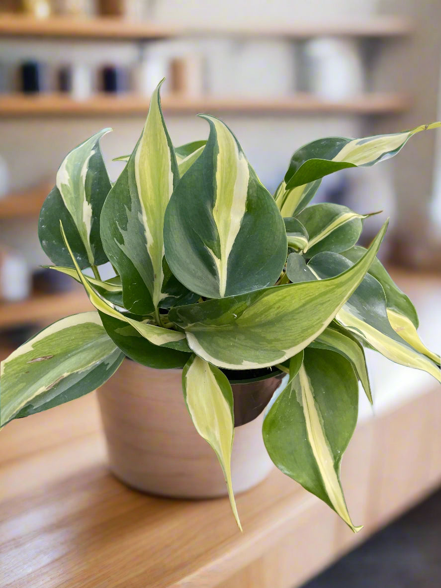 Philodendron 'Silver Stripe'