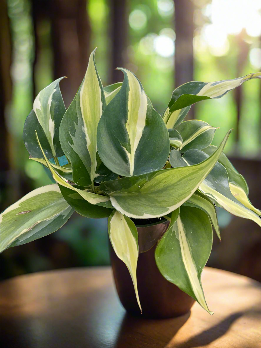 Philodendron 'Silver Stripe'