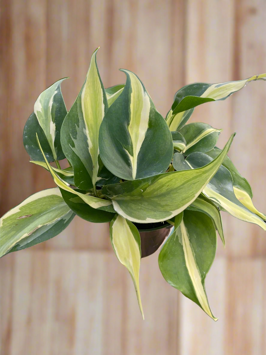 Philodendron 'Silver Stripe'