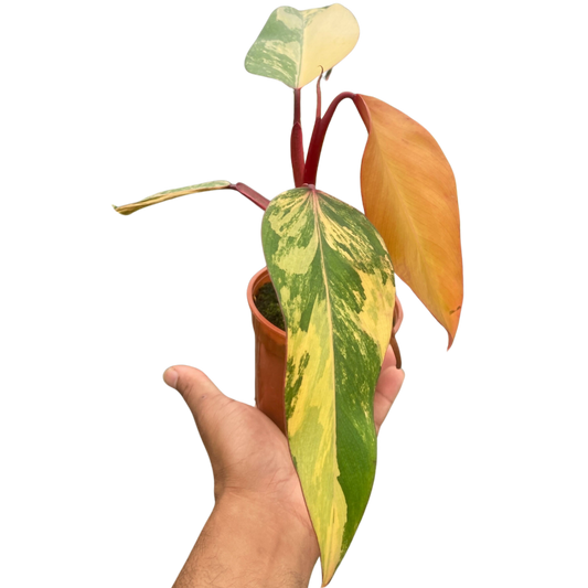 Philodendron 'Strawberry Shake'