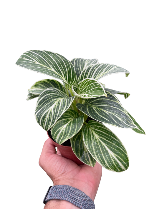 Philodendron White Measure