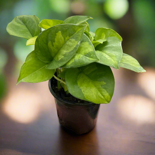 Pothos 'Global Green'