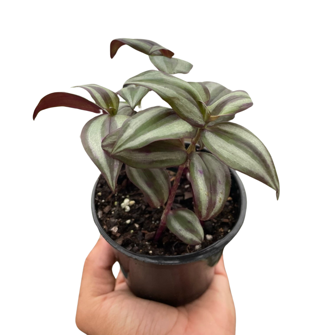 Tradescantia Zebrina 'Wandering Jawn'