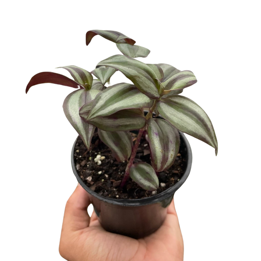 Tradescantia Zebrina 'Wandering Jawn'