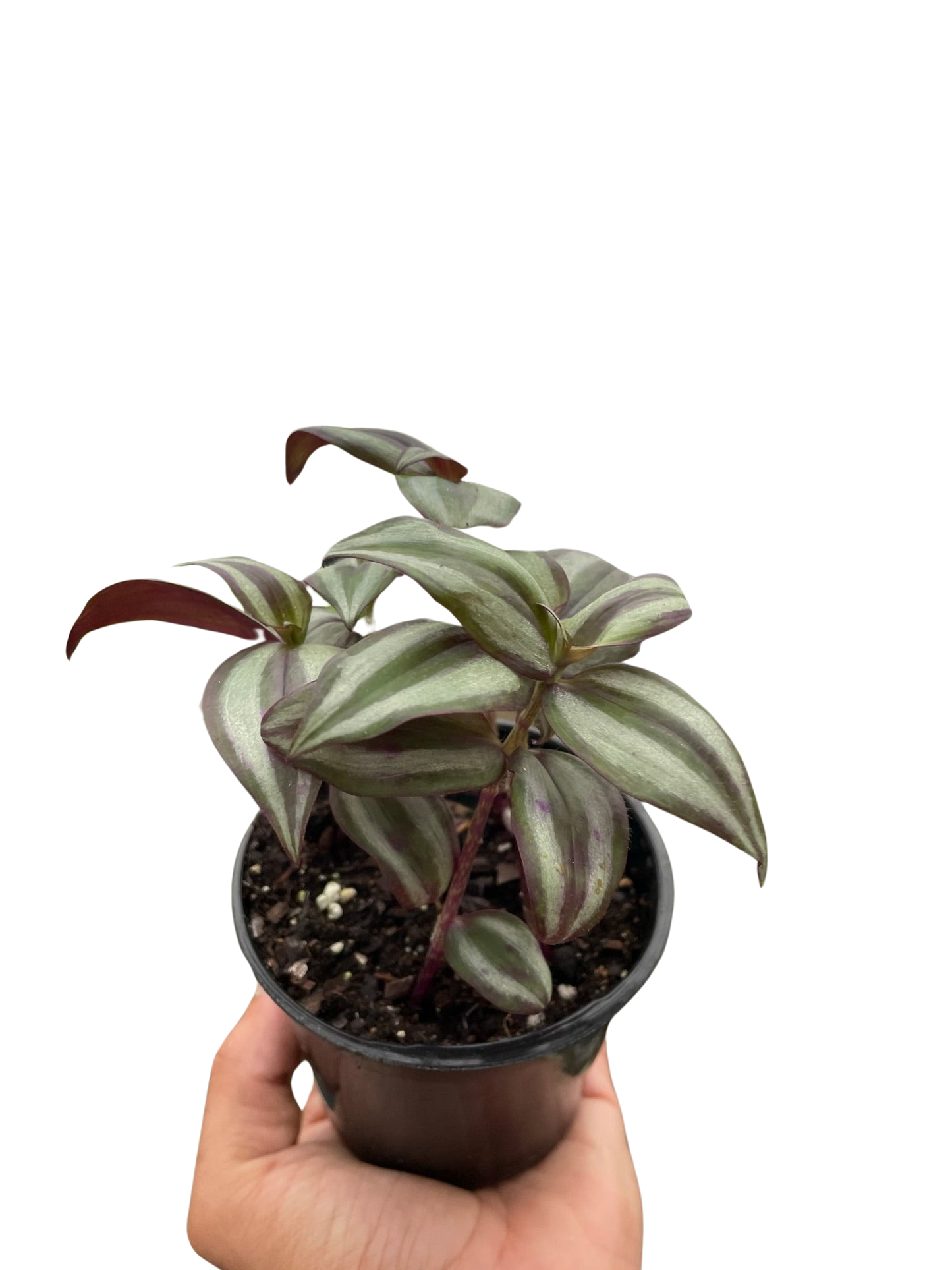 Tradescantia Zebrina 'Wandering Jawn'