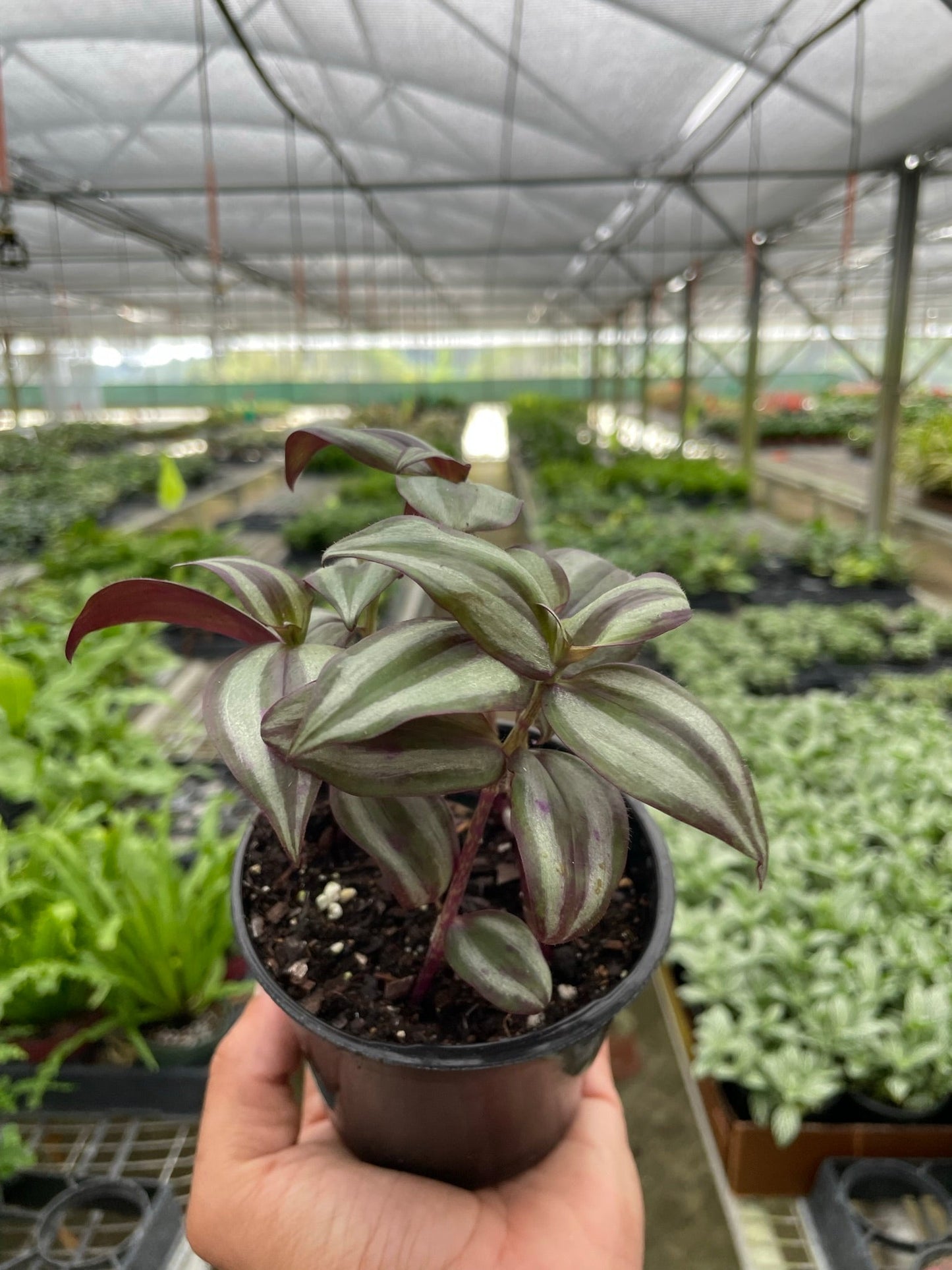 Tradescantia Zebrina 'Wandering Jawn'