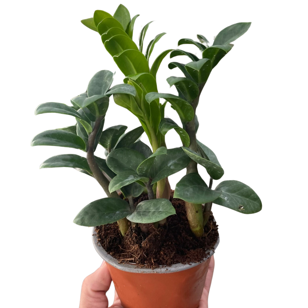 Zamioculcas zamiifolia 'Zenzi'