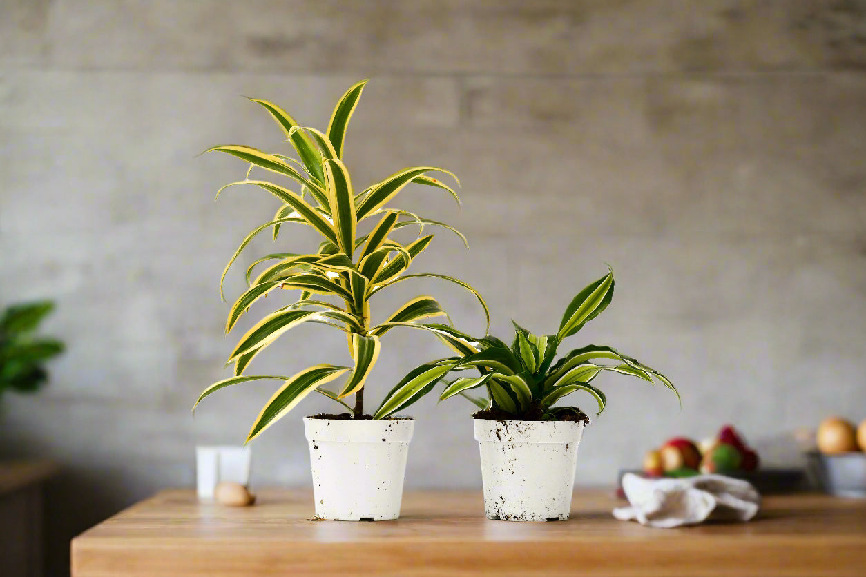 2 Dracaena Variety Pack - 4" Pot