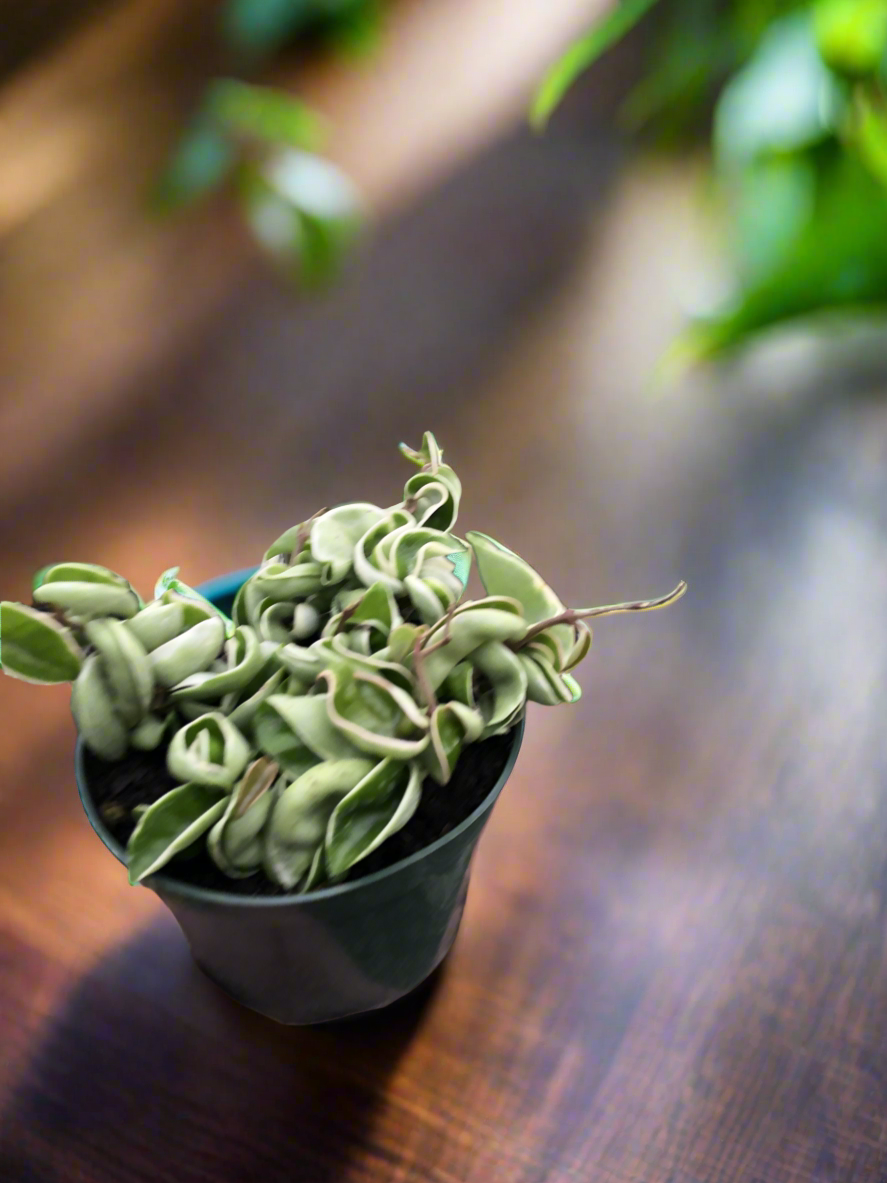 Hoya 'Rope Plant' Variegated