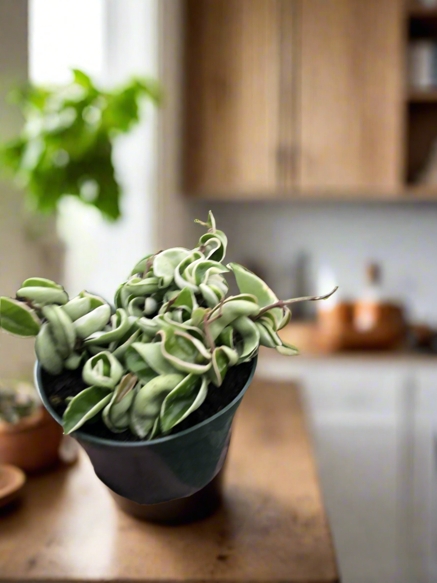 Hoya 'Rope Plant' Variegated