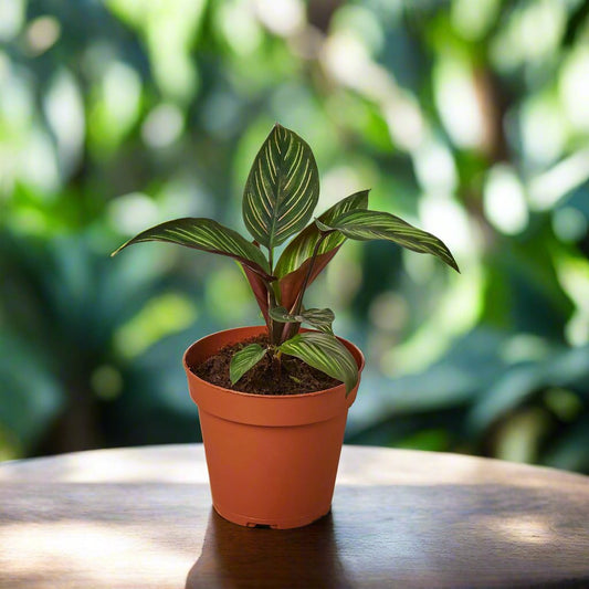 Calathea 'Beauty Star'